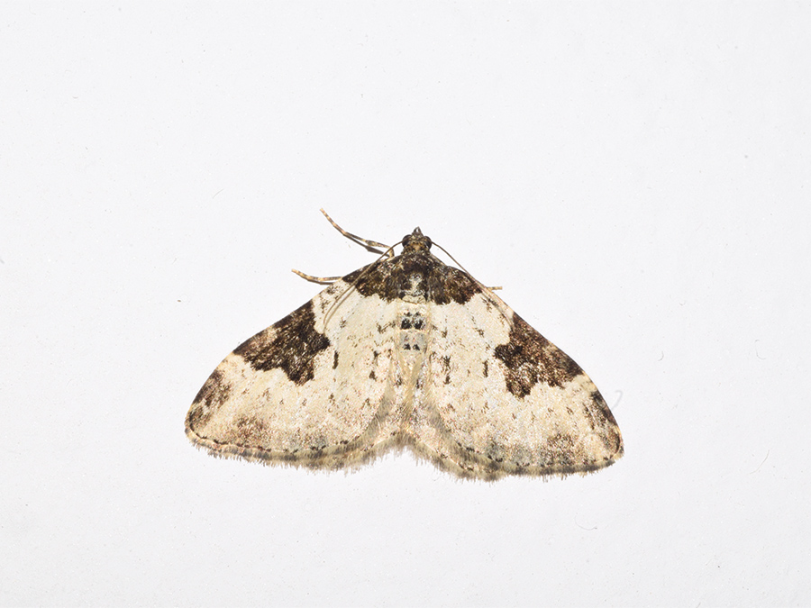 Geometridae: Xanthorhoe fluctuata? S�